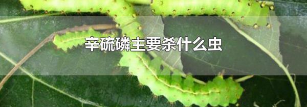 辛硫磷主要杀什么虫