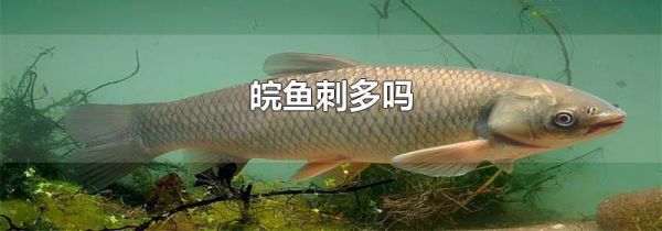 皖鱼刺多吗