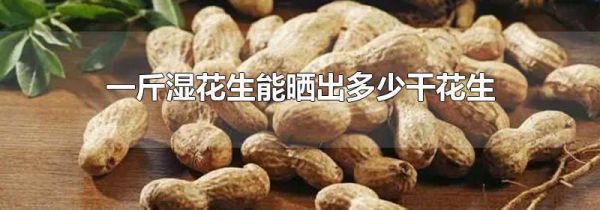 一斤湿花生能晒出多少干花生