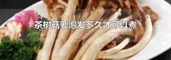 茶树菇要泡发多久才可以煮