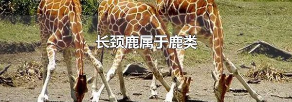 长颈鹿属于鹿类
