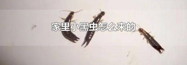 家里小黑虫怎么来的