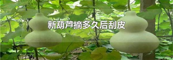 新葫芦摘多久后刮皮