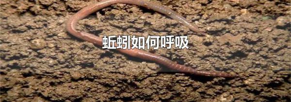 蚯蚓如何呼吸