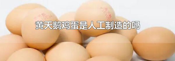黄天鹅鸡蛋是人工制造的吗