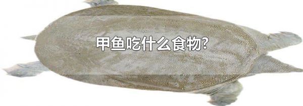 甲鱼吃什么食物?