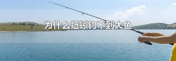 为什么蚯蚓钓不到大鱼