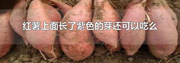 红薯上面长了紫色的芽还可以吃么