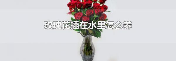 玫瑰花插在水里怎么养