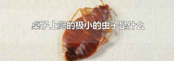 桌子上爬的极小的虫子是什么