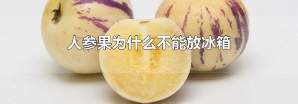 人参果为什么不能放冰箱