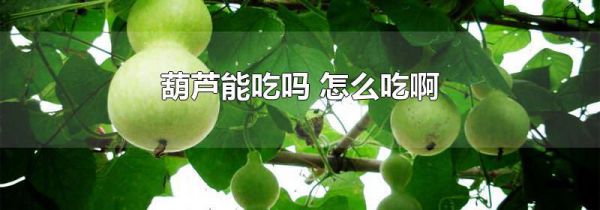 葫芦能吃吗 怎么吃啊