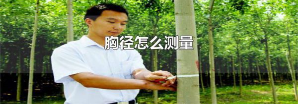 胸径怎么测量