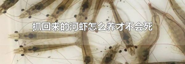 抓回来的河虾怎么养才不会死