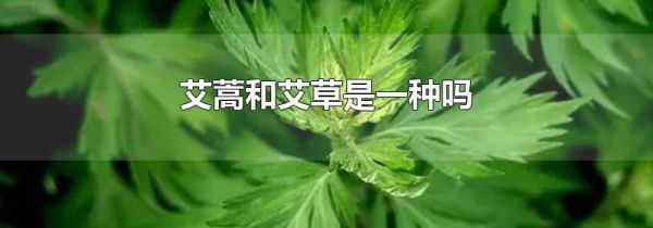 艾蒿和艾草是一种吗