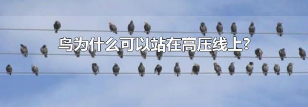 鸟为什么可以站在高压线上?