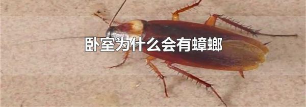 卧室为什么会有蟑螂