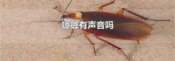 蟑螂有声音吗