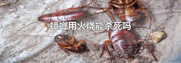 蟑螂用火烧能杀死吗