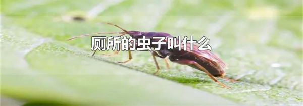 厕所的虫子叫什么