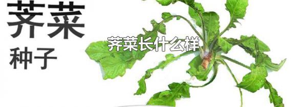 荠菜长什么样