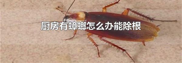 厨房有蟑螂怎么办能除根