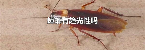 蟑螂有趋光性吗