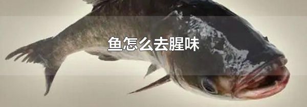 鱼怎么去腥味