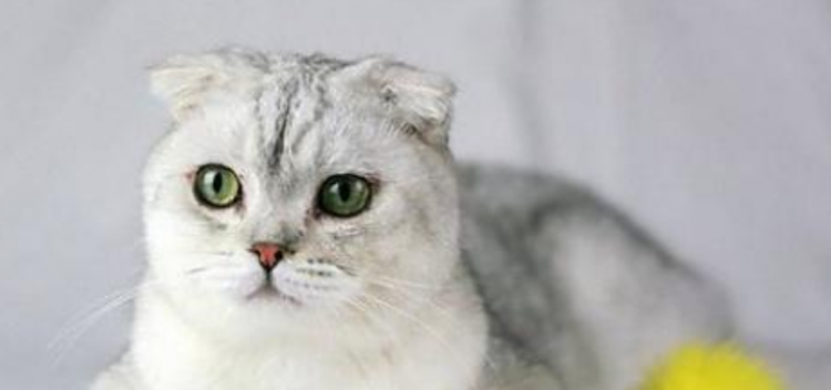 折耳猫为什么不能养