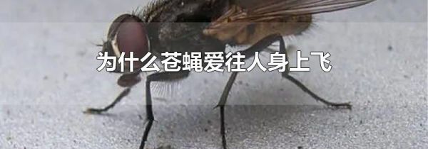 为什么苍蝇爱往人身上飞