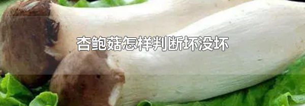 杏鲍菇怎样判断坏没坏