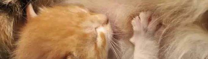 猫咪踩奶是什么意思？