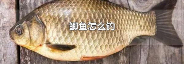 鲫鱼怎么钓