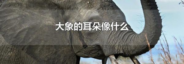 大象的耳朵像什么