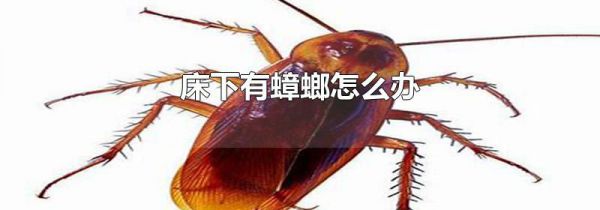 床下有蟑螂怎么办