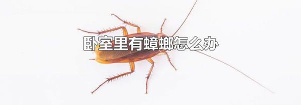 卧室里有蟑螂怎么办