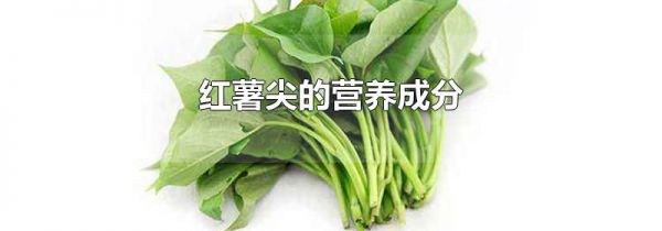红薯尖的营养成分