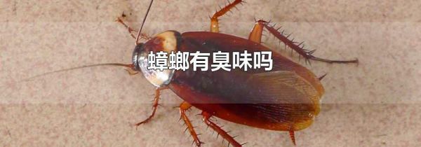 蟑螂有臭味吗