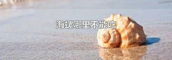 海螺哪里不能吃