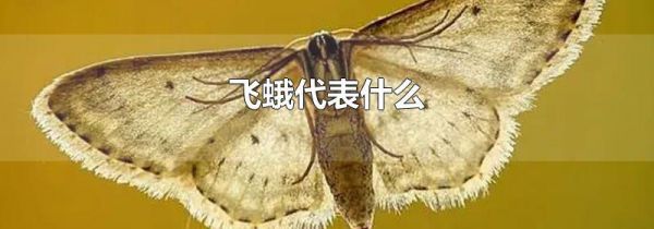 飞蛾代表什么