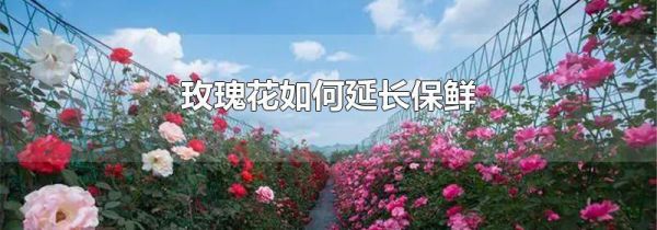 玫瑰花如何延长保鲜