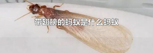 带翅膀的蚂蚁是什么蚂蚁