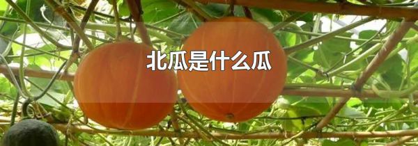 北瓜是什么瓜