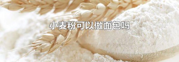 小麦粉可以做面包吗