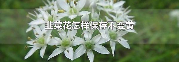 韭菜花怎样保存不变黄