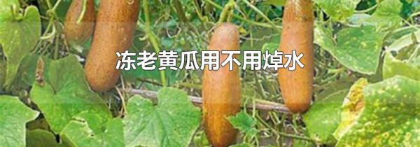 冻老黄瓜用不用焯水