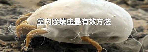 室内除螨虫最有效方法