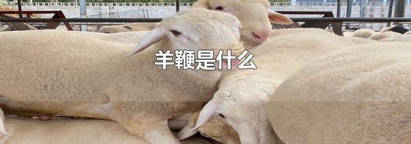 羊鞭是什么