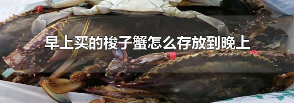 早上买的梭子蟹怎么存放到晚上