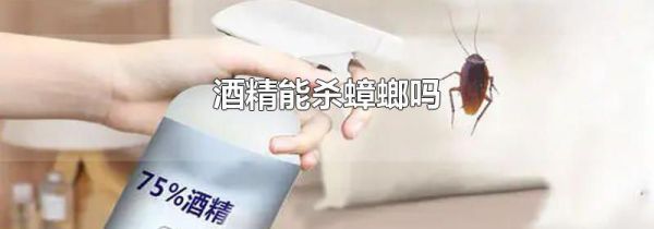 酒精能杀蟑螂吗